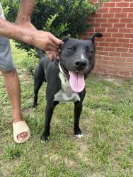 Found/Stray Male Dog last seen Across from spring lake walmart, Spring Lake, NC 28390