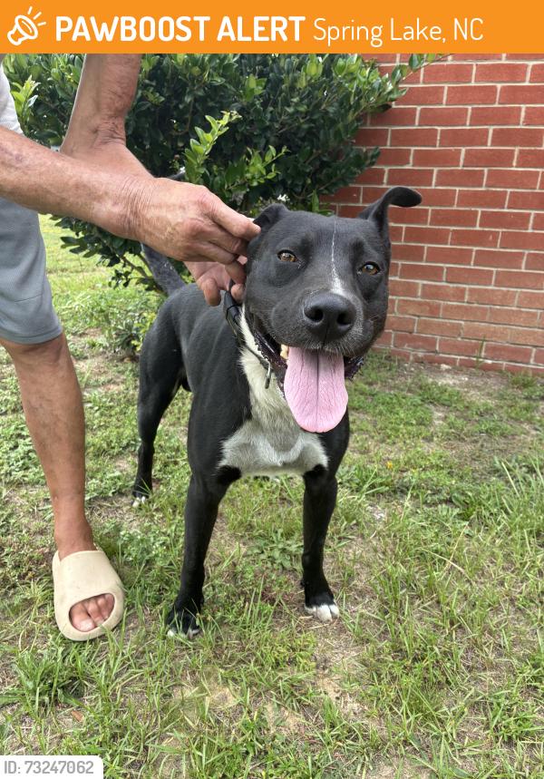 Found/Stray Male Dog last seen Across from spring lake walmart, Spring Lake, NC 28390