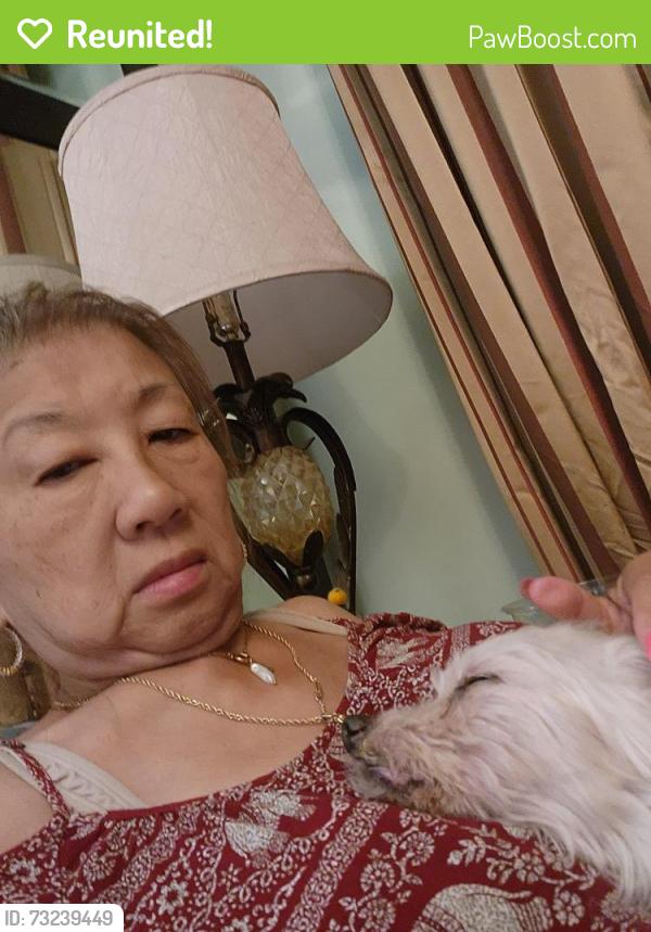 Reunited Female Dog last seen Ave 42 and lytelle, Los Angeles, CA 90065