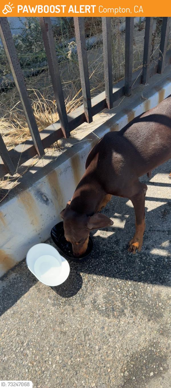 Found/Stray Unknown Dog last seen Near N Santa Fe AveCompton, CA 90221United States, Compton, CA 90221