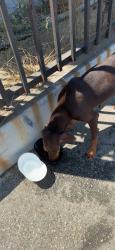 Found/Stray Unknown Dog last seen Near N Santa Fe AveCompton, CA 90221United States, Compton, CA 90221