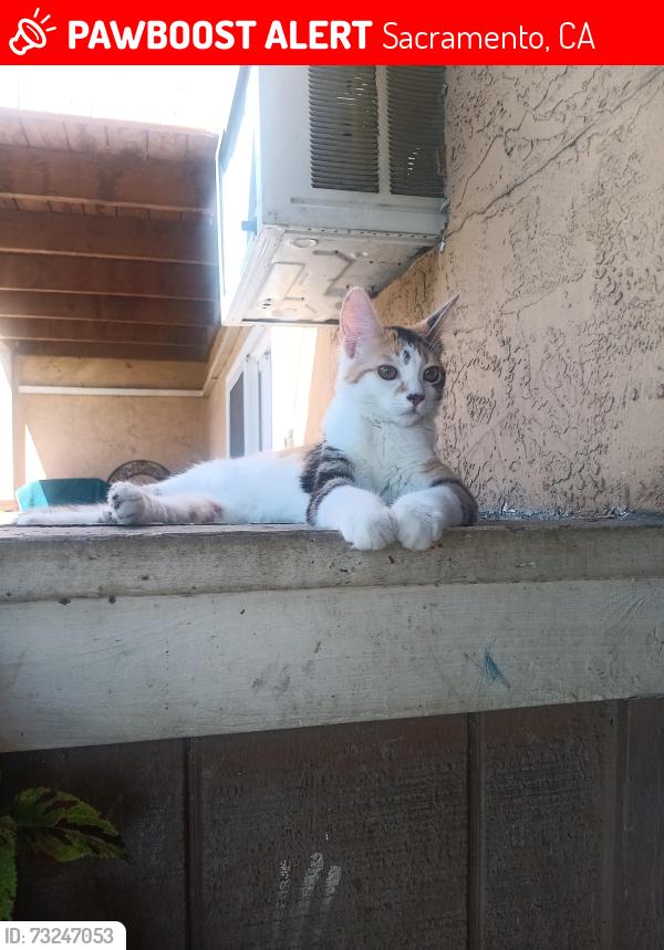 Lost Female Cat last seen Florin rd y 65 street, Sacramento, CA 95822