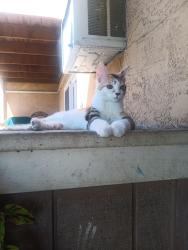 Lost Female Cat last seen Florin rd y 65 street, Sacramento, CA 95822