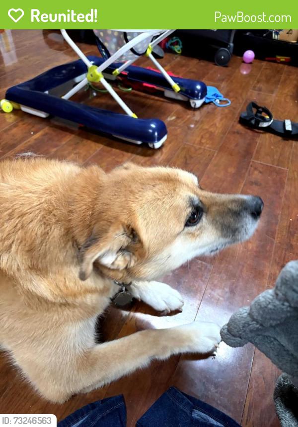 Reunited Female Dog last seen Refugee Road, Gender Road, Columbus, OH 43110