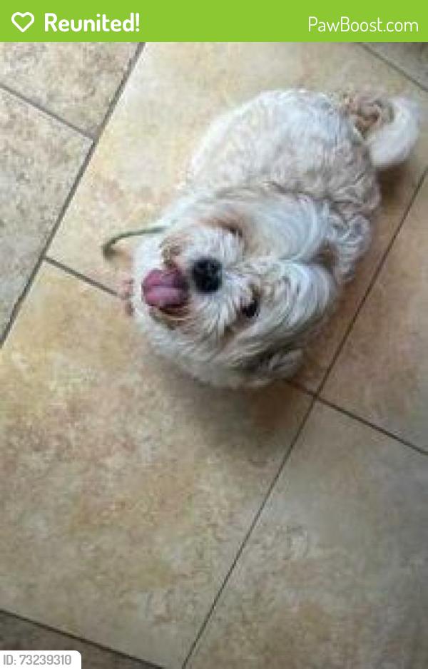 Reunited Male Dog last seen I 285 Bouldercrest Rd, Ellenwood, GA 30294