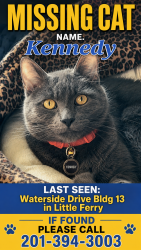 Lost Male Cat last seen Waterside Apts Little Ferry NJ, Little Ferry, NJ 07643