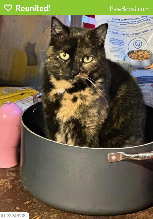 Reunited Female Cat last seen Near Galahad Ct. toward King Arthur Rd., Annandale, VA 22003