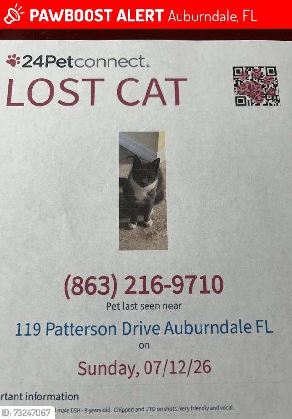 Lost Male Cat last seen Ruthven Drive, Auburndale, FL 33823