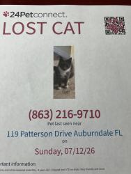 Lost Male Cat last seen Ruthven Drive, Auburndale, FL 33823