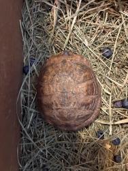 Found/Stray Unknown Reptile last seen Rio grande blvd / ortega, Los Ranchos de Albuquerque, NM 87107