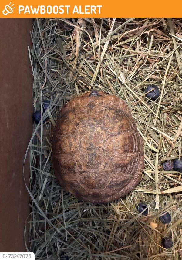 Found/Stray Unknown Reptile last seen Rio grande blvd / ortega, Los Ranchos de Albuquerque, NM 87107