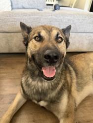 Reunited Male Dog last seen Sonoma Ave, Stockton, CA 95204