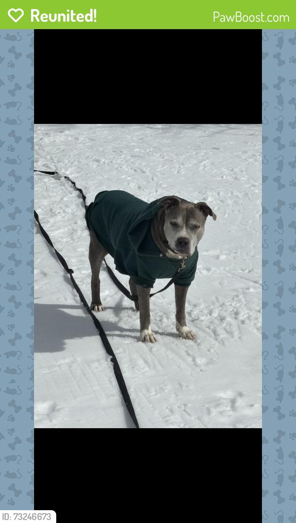 Reunited Male Dog last seen Surrey circle and center street, Arlington, TX 76014