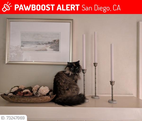Lost Female Cat last seen Back yard of 1111 Turquoise St., San Diego, CA 92109