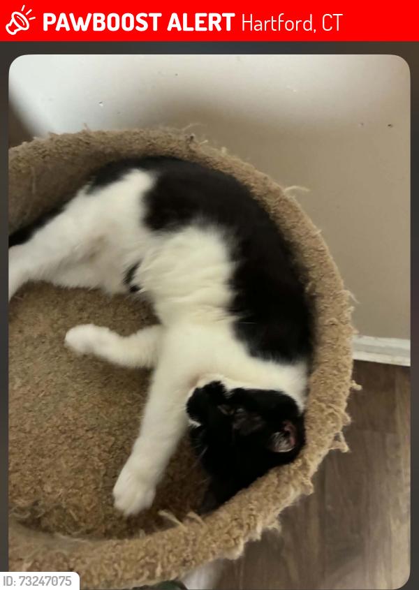 Lost Female Cat last seen Russ and Babcock st, Hartford, CT 06106