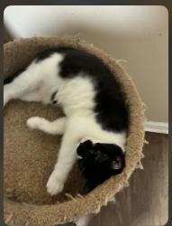 Lost Female Cat last seen Russ and Babcock st, Hartford, CT 06106