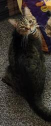 Lost Male Cat last seen Near scherling st Pittsburgh PA 15214, Pittsburgh, PA 15214