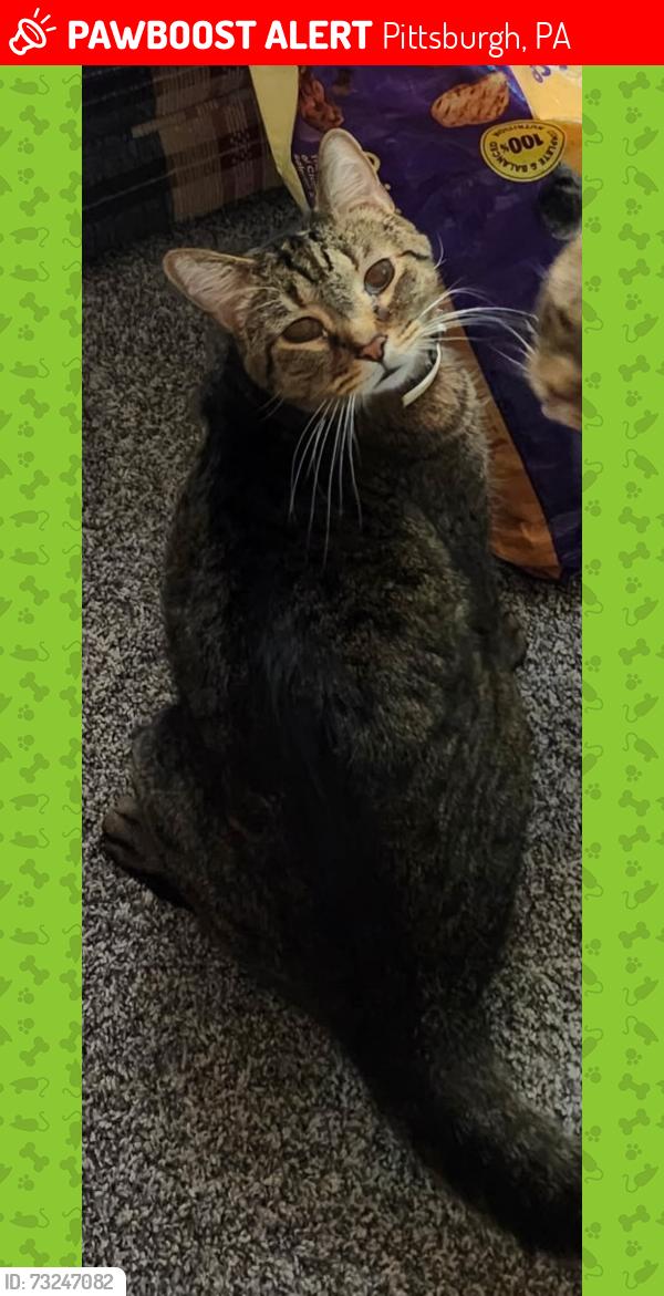 Lost Male Cat last seen Near scherling st Pittsburgh PA 15214, Pittsburgh, PA 15214