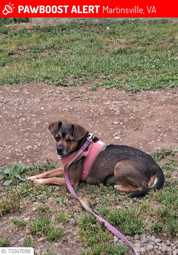 Lost Female Dog last seen Greensboro Road, Family Dollar, Martinsville, VA 24112