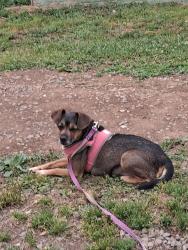 Lost Female Dog last seen Greensboro Road, Family Dollar, Martinsville, VA 24112