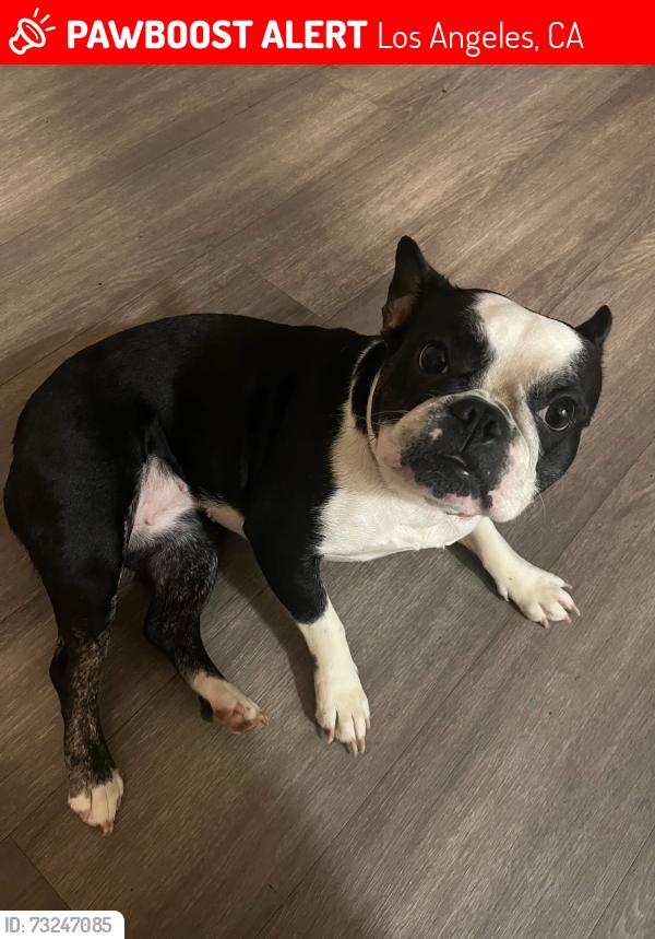 Lost Female Dog last seen Tupperware and kester, Los Angeles, CA 91402