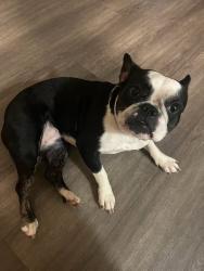Lost Female Dog last seen Tupperware and kester, Los Angeles, CA 91402