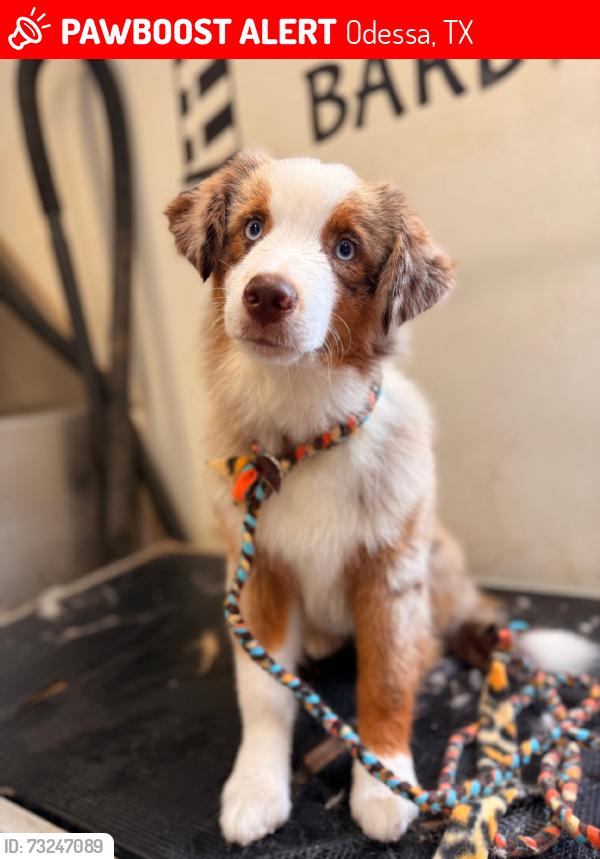Lost Male Dog last seen Glenhaven Dr and Palo Verde Dr, Odessa, TX 79762