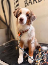 Lost Male Dog last seen Glenhaven Dr and Palo Verde Dr, Odessa, TX 79762