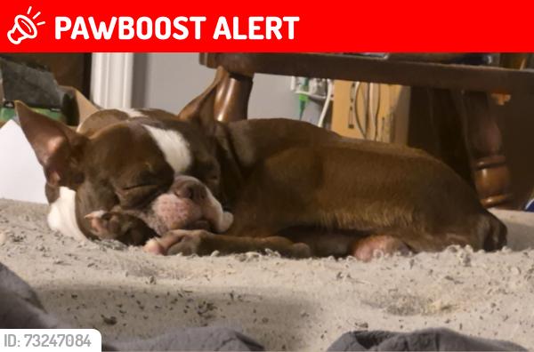 Lost Male Dog last seen Gartrell rd mccormick, McCormick County, SC 29835