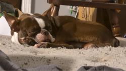 Lost Male Dog last seen Gartrell rd mccormick, McCormick County, SC 29835