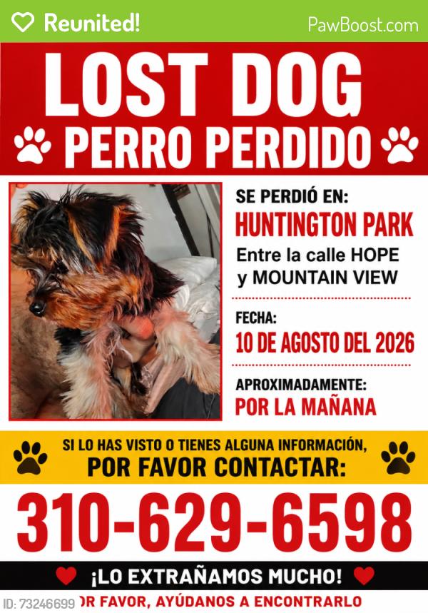 Reunited Female Dog last seen Hope /mountainview, Huntington Park, CA 90255