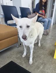 Shelter Stray Female Dog last seen , , TX, 355 Hillshire Dr, Haslet, TX 76052, USA