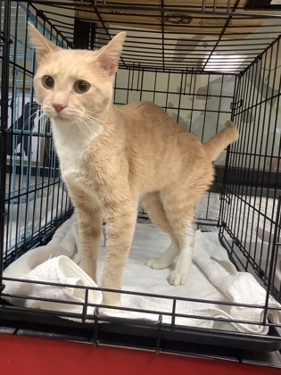 Shelter Stray Male Cat last seen , , TX, 355 Hillshire Dr, Haslet, TX 76052, USA