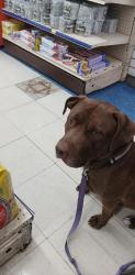 Found/Stray Male Dog last seen Nacogdoches and fountainwood, San Antonio, TX 78233