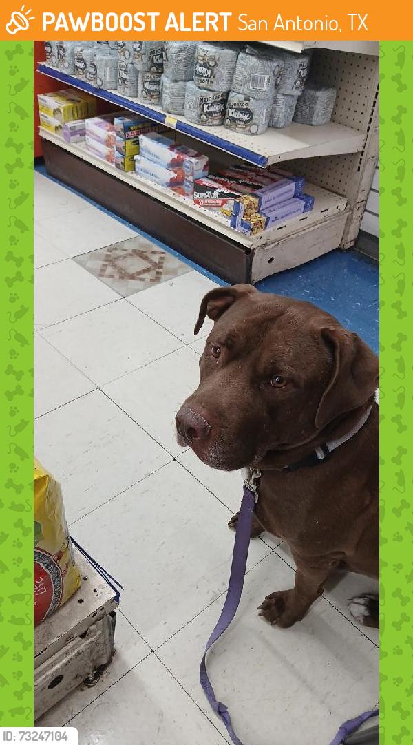 Found/Stray Male Dog last seen Nacogdoches and fountainwood, San Antonio, TX 78233