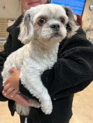 Found/Stray Female Dog last seen North Las Vegas, North Las Vegas, NV 89030