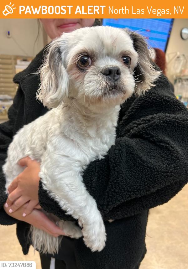 Found/Stray Female Dog last seen North Las Vegas, North Las Vegas, NV 89030