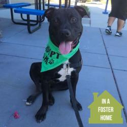 Shelter Stray Male Dog last seen Near Trade Center Dr, Rancho Cordova, CA, 6201 Florin Perkins Rd, Sacramento, CA 95828, USA