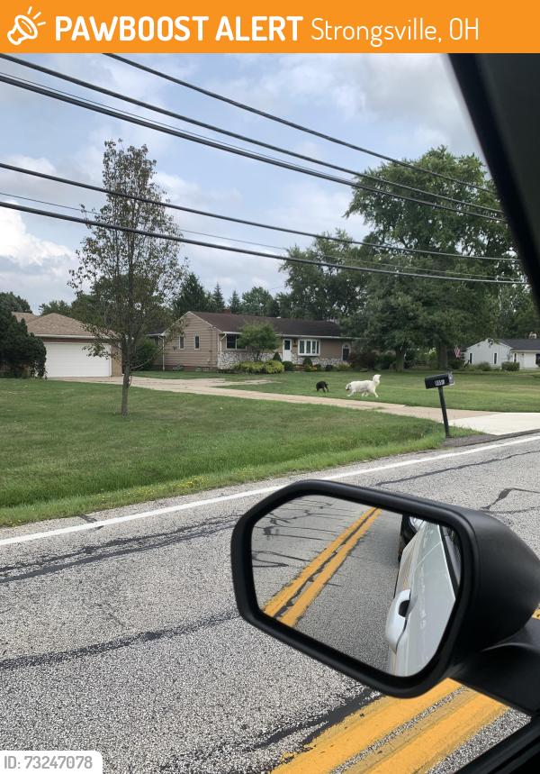 Found/Stray Unknown Dog last seen Came down Whitney Road, crossed the intersection of Whitney/ W 130th and went into the backyard of a hse on W 130th directly across the intersection, Strongsville, OH 44136