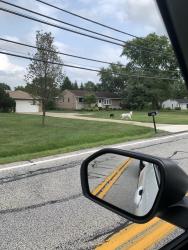 Found/Stray Unknown Dog last seen Came down Whitney Road, crossed the intersection of Whitney/ W 130th and went into the backyard of a hse on W 130th directly across the intersection, Strongsville, OH 44136