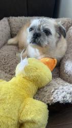 Reunited Male Dog last seen Stone Street / Broadway / San Pablo Ave. / Rumrill, San Pablo, CA 94806