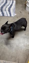 Reunited Male Dog last seen Foxboro, Palm Harbor, FL 34683