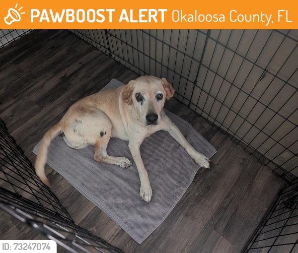Found/Stray Female Dog last seen Galiver cutoff, Okaloosa County, FL 32564
