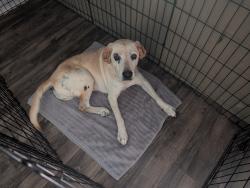 Found/Stray Female Dog last seen Galiver cutoff, Okaloosa County, FL 32564