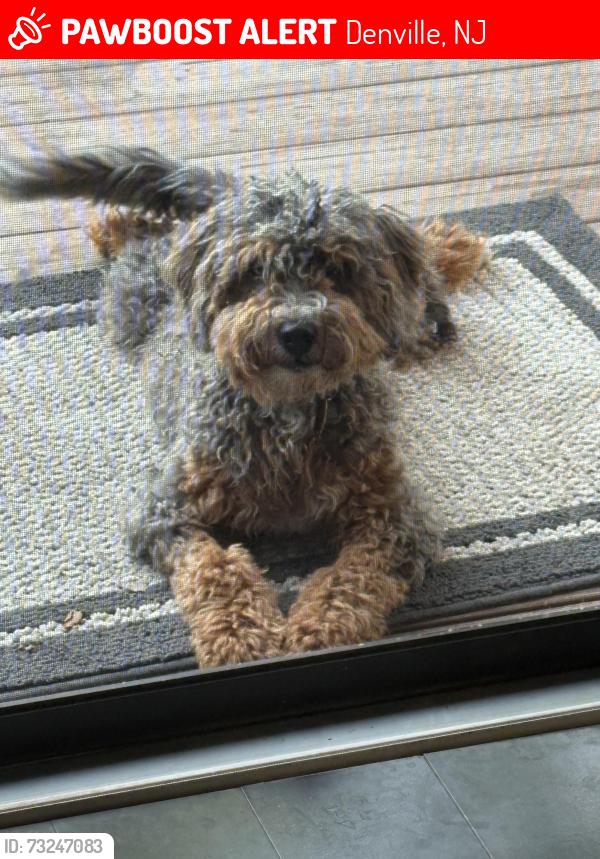 Lost Female Dog last seen Near Hillcrest Drive, Denville NJ 07834, Denville, NJ 07834