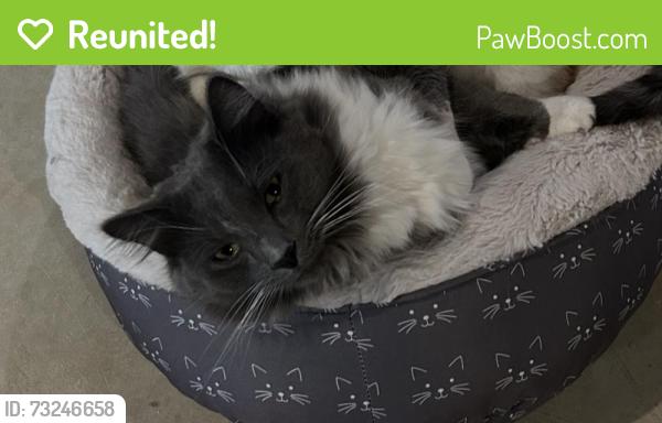 Reunited Male Cat last seen THOROUGHBRED RD, NEW BALTIMORE, 20187, New Baltimore, VA 20187