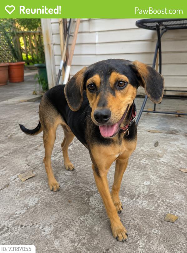 Reunited Male Dog last seen Silverspot Dr SE & 89 th Avenue SE, Olympia, WA 98501