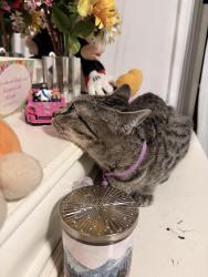Lost Female Cat last seen near planet fitness on artesia blvd, Bellflower, CA 90706