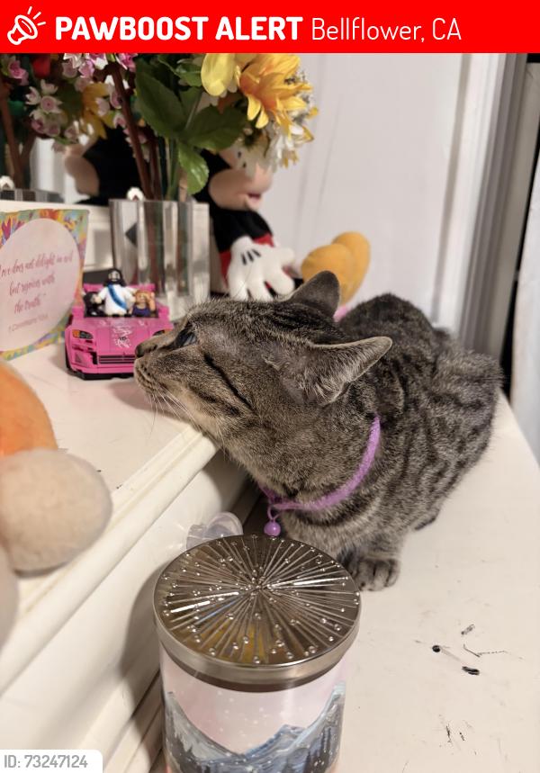 Lost Female Cat last seen near planet fitness on artesia blvd, Bellflower, CA 90706