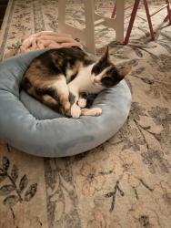 Lost Female Cat last seen The Lakes neighborhood off Holmestown Rd, Myrtle Beach, SC 29588